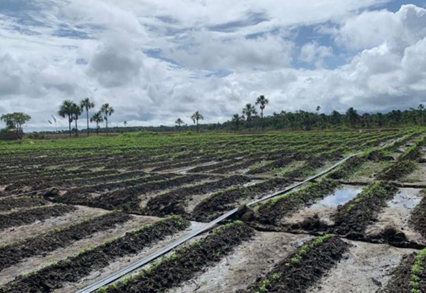 Guyana marijuana field, CMC