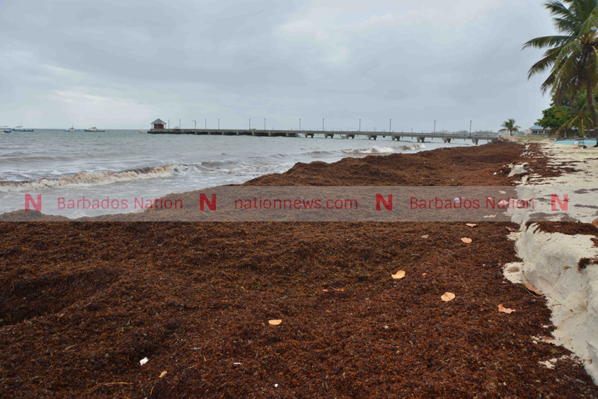 sargassum