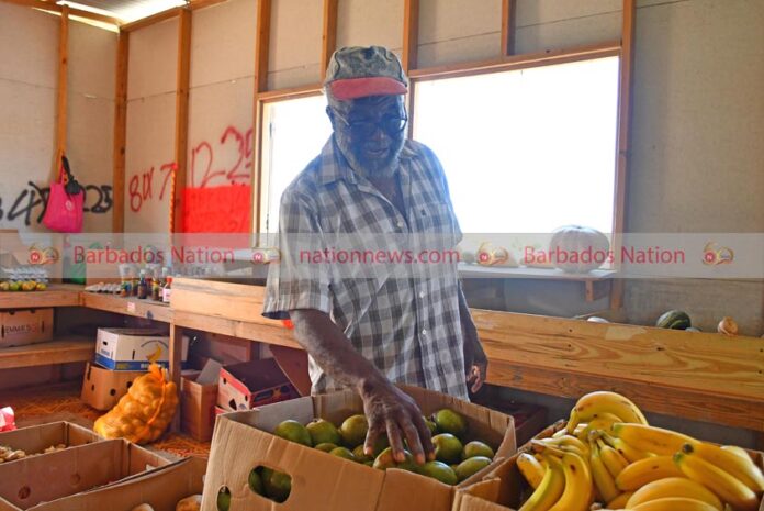 vendor Halcourt Bovell_ copy