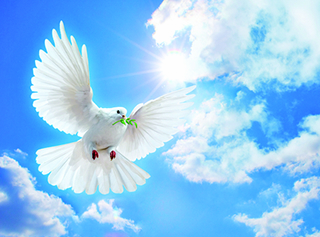 Dove in the air with wings wide open