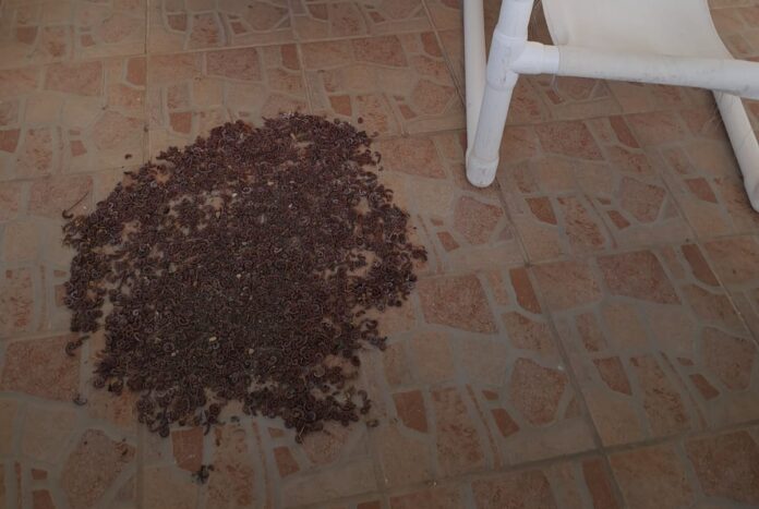 Millipede infestation in St. Philip