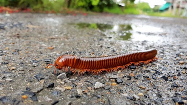 Red Millipedes