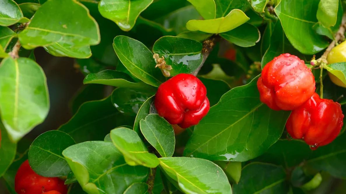 Bajan cherry, tamarind for a unique black cake