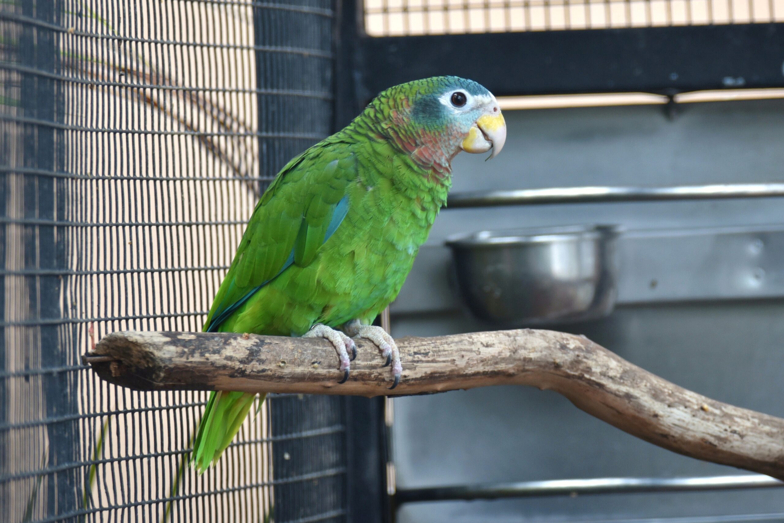 Environmental agency in Jamaica condemns capture, sale of protected parrots