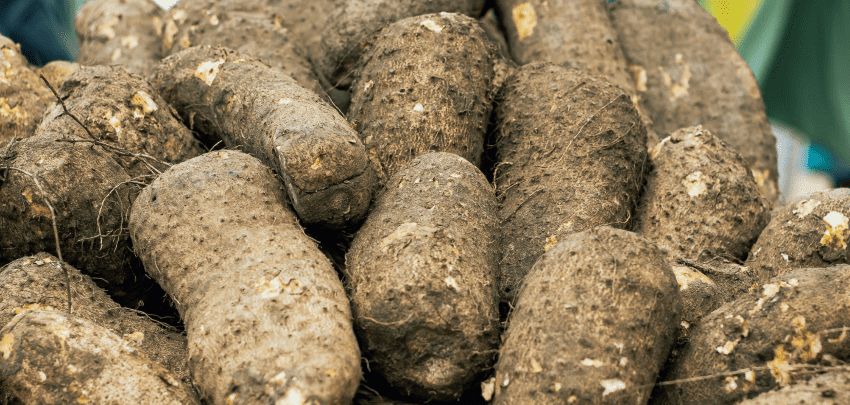 Thieves make off with BADMC’s yams