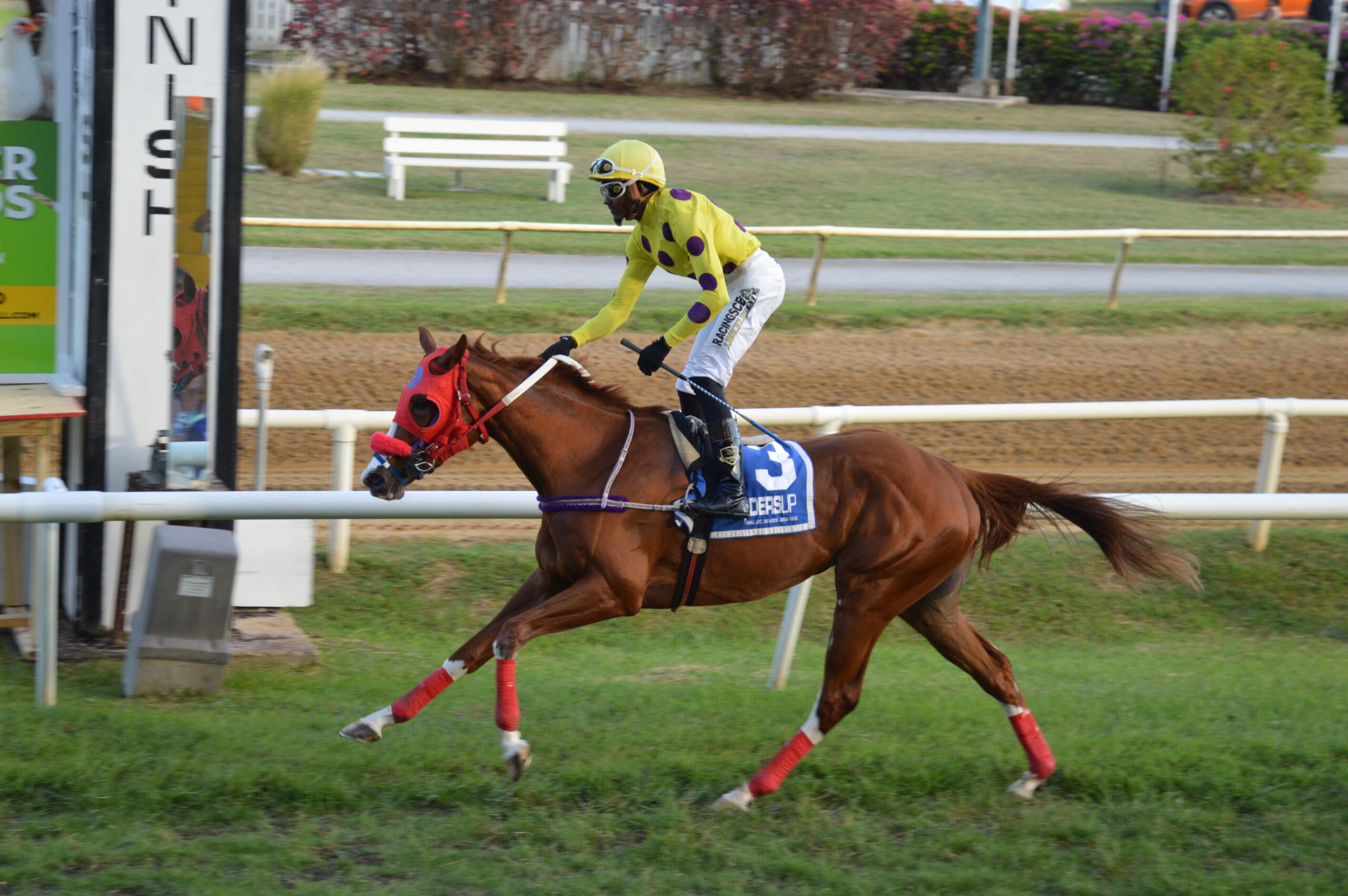 Speedy Nostradassa returning to track