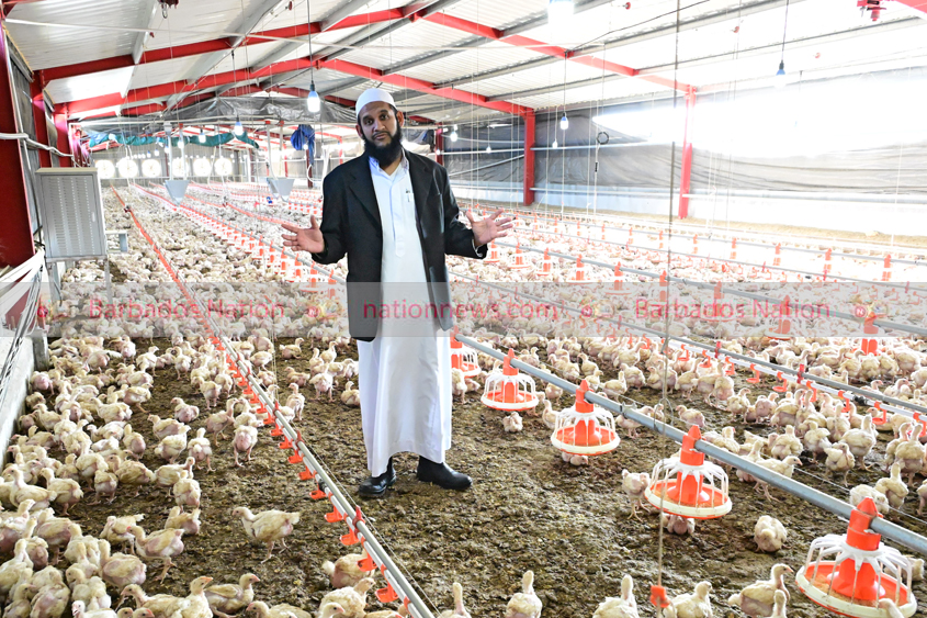 Chicken offer for farmers